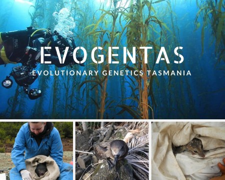 evogentas7