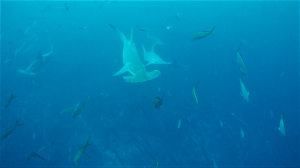 Scalloped Hammerhead Shark