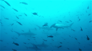Scalloped Hammerhead Shark