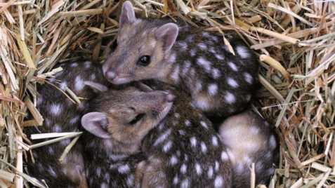 Quolls