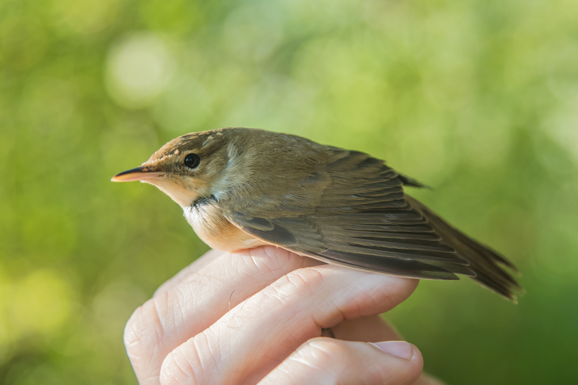 Blyth’s Reed Warbler – BUI