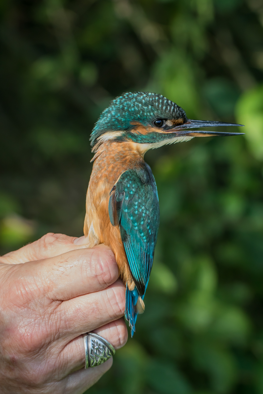 Common kingfisher – MP