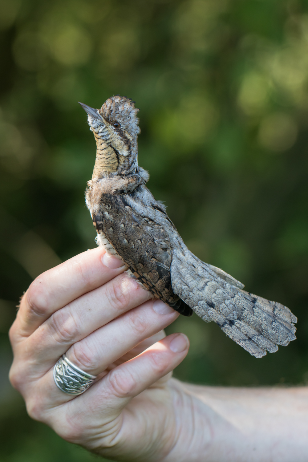 Eurasian Wryneck – TF