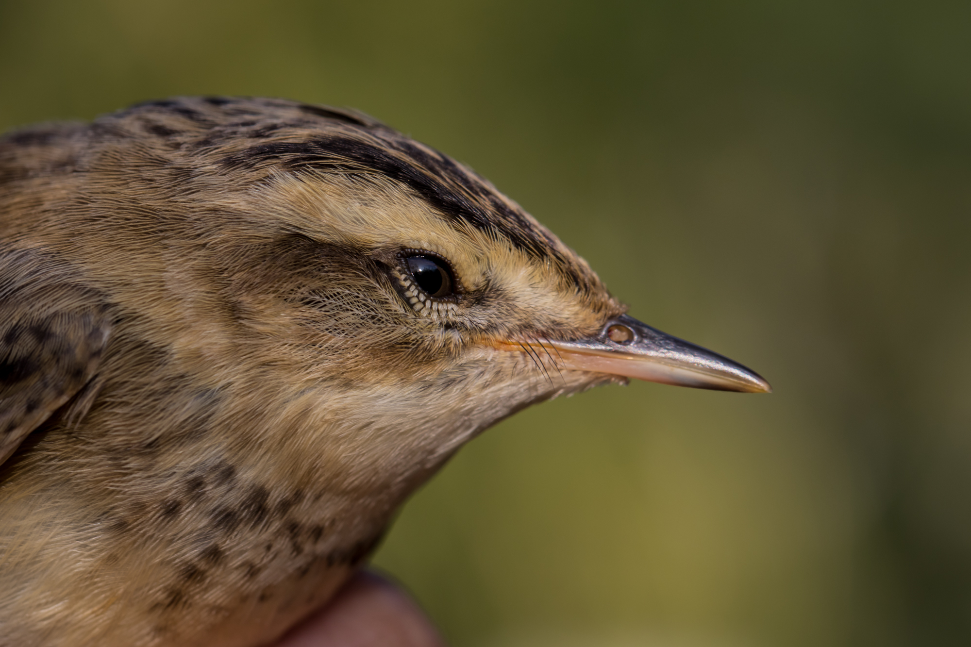 Sedge warbler – PHJ