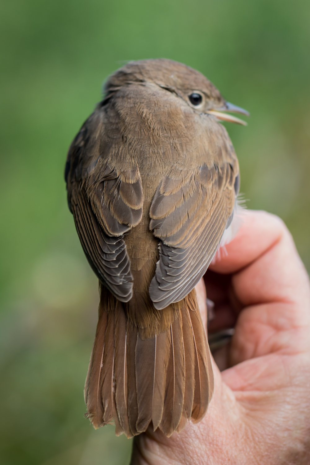 Common nightingale - ROSS