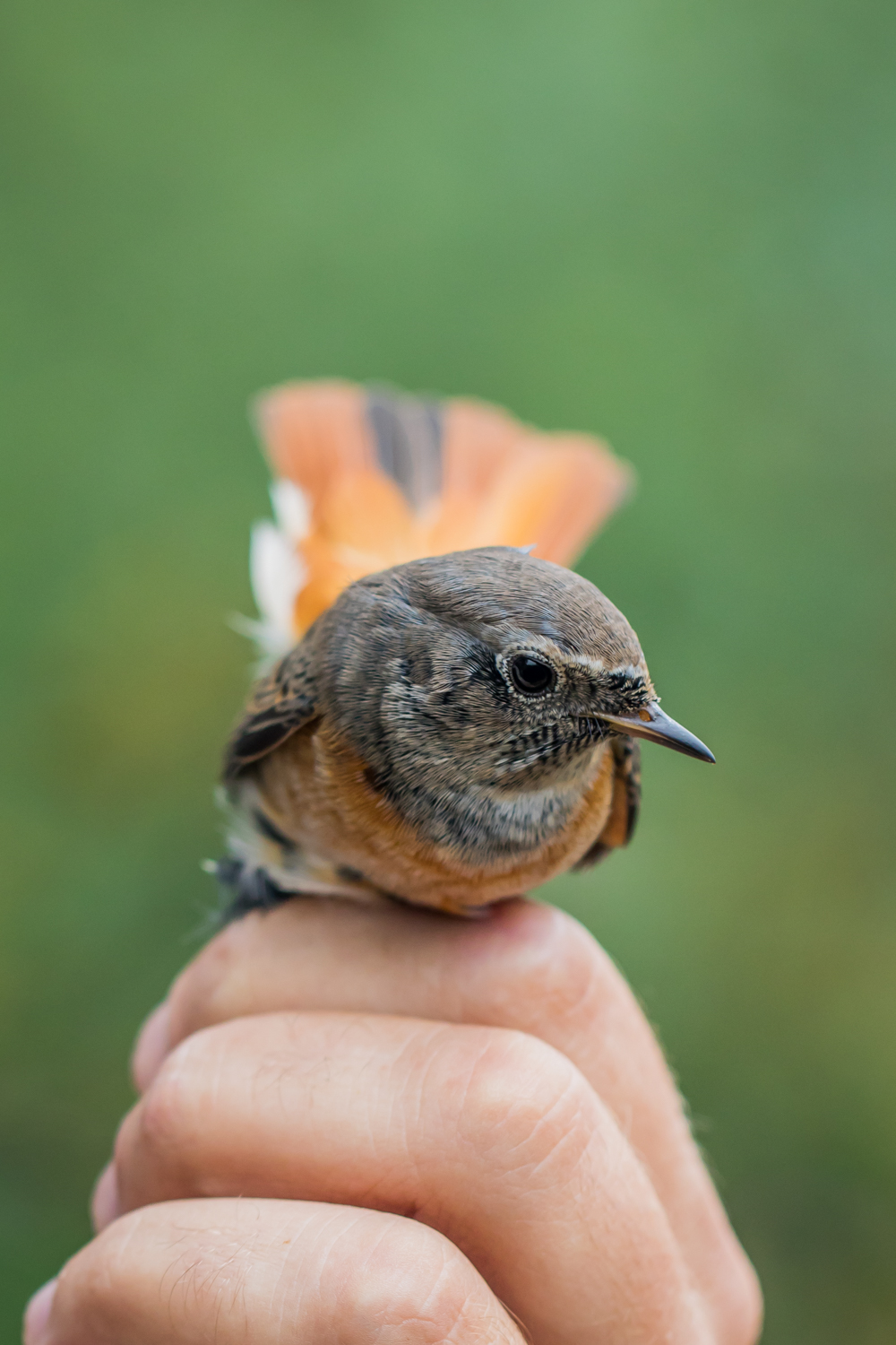 Common redstart - RQ