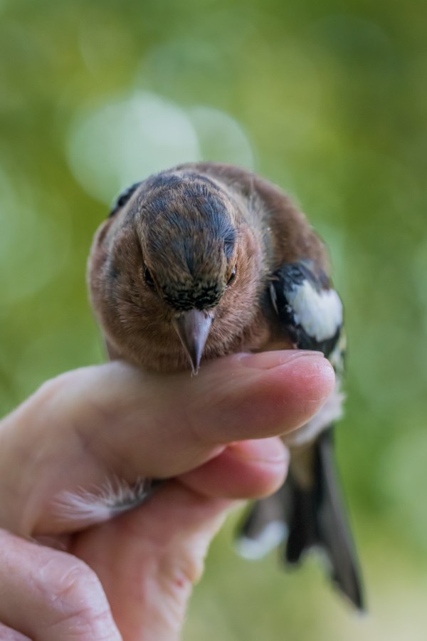 Common chaffinch PDA