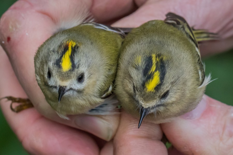 Golcrest - RH Male and female