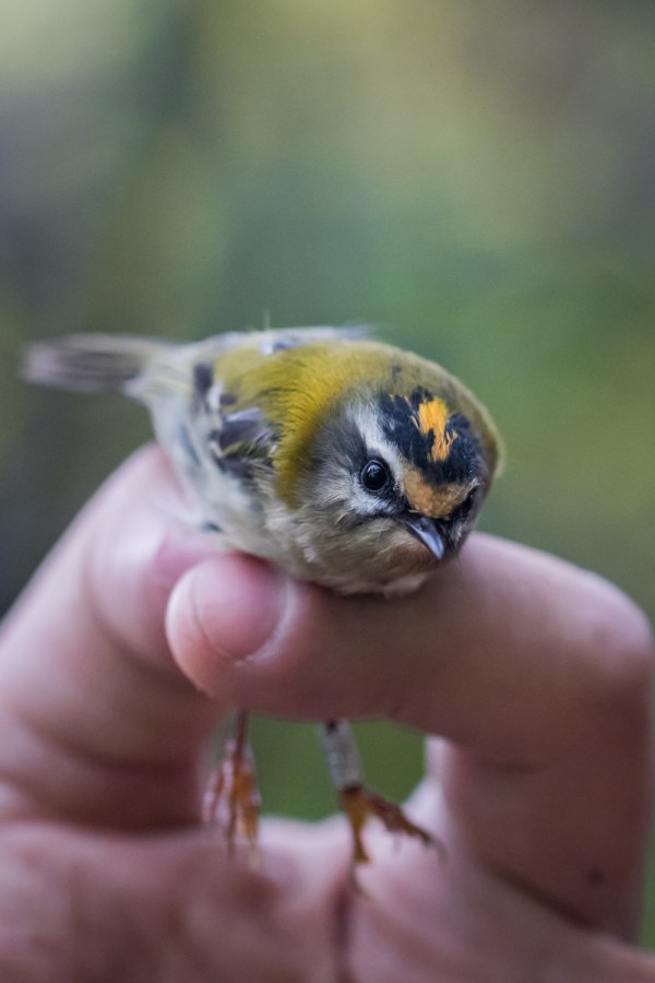 Common firescrest RTB