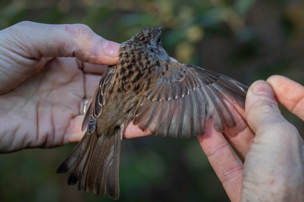 Dunnock AC