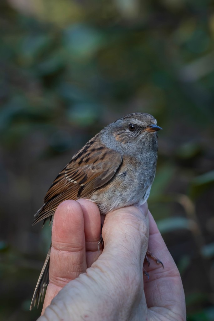 Dunnock AC