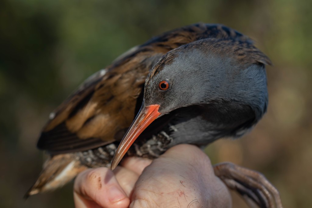 Water rail RE